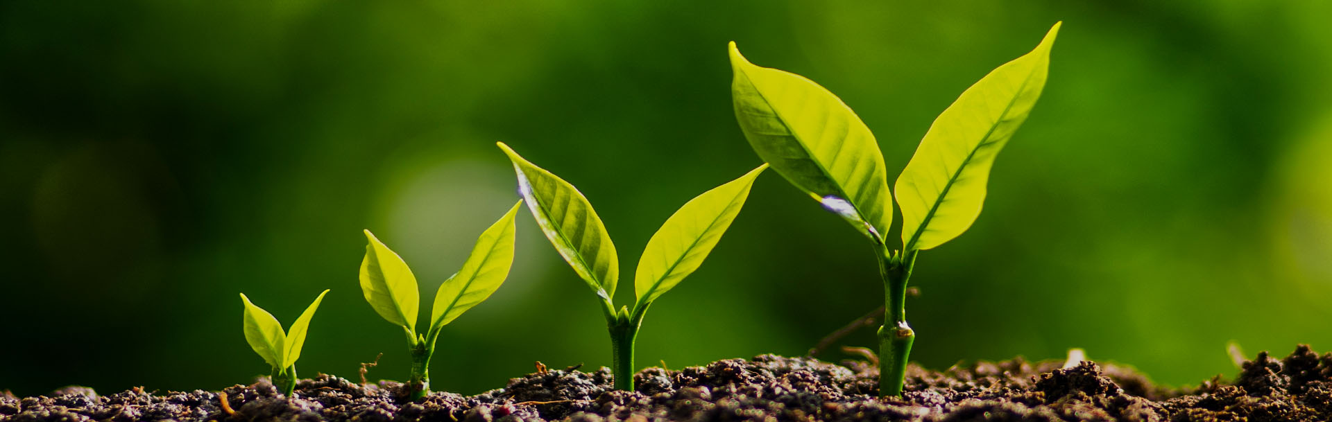 vier Pflanzen mit grünen Blättern in verschiedenen Wachstumsstadien wachsen auf feuchter Erde und strahlen im Licht