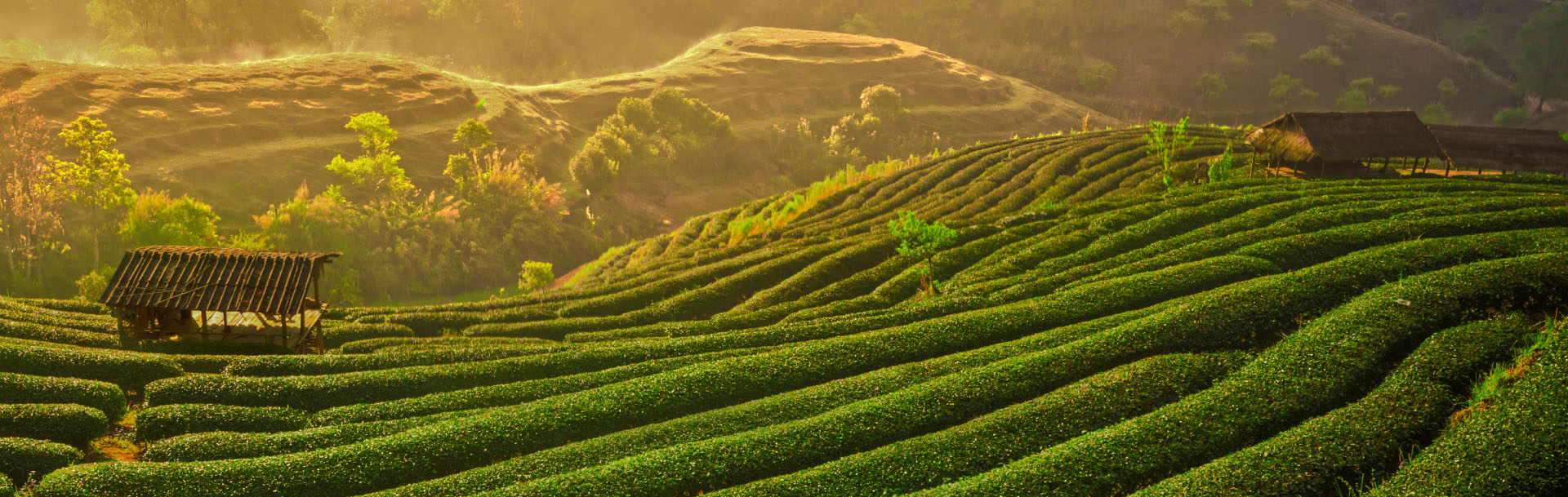 grüne hügelige Teeplantage vor der Ernte im Sonnenaufgang